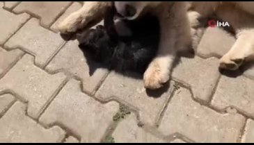 Bursa'da kedi ile köpeğin içinizi ısıtacak dostluğu