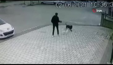 Bursa'da pitbull saldırısı! O anlar kamerada