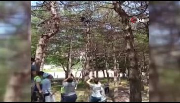 Bursa'da ağaçta mahsur kalan kedi ekiplerin omzunda aşağı indi