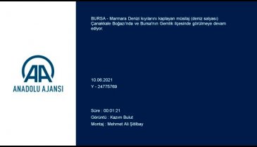 Bursa Gemlik Körfezi'nde müsilaj etkisini sürdürüyor