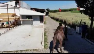 Bursa'da güreşçi deve, kurbanda alıcısını bekliyor