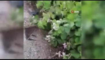 Bursa'da Yaren leylek, yavrularını doludan korumak için kendini siper etti