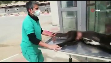 Köpeğe akılalmaz işkence: Belinden çelik telle bağlanıp ölüme terk edildi