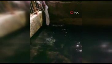 Bursa'da denize düşen kedi balıkçı kepçesiyle kurtarıldı
