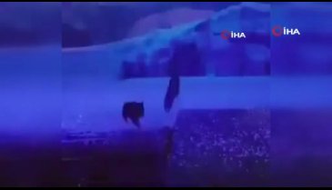 Gerçek kurtlarla tiyatro gösterisi yaptılar
