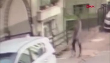 Karısını öldüren kocanın panik anları kamerada