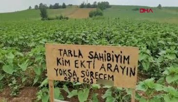 Bursa'da izinsiz ekim yapan kişiyi tarlasına diktiği tabelayla arıyor