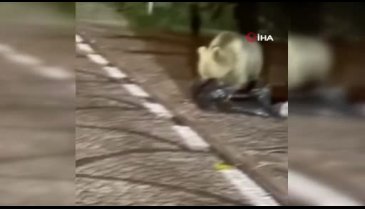 Bursa Uludağ'da aç kalan ayı yerleşim yerine indi