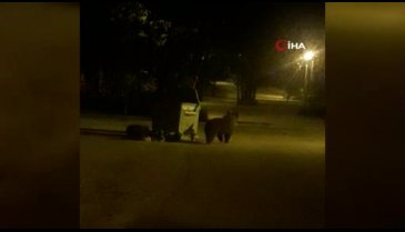 Bursa'da yiyecek arayan ayı, çöp konteynerini sürükleyip devirdi