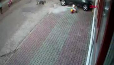 Pitbull çocuğa böyle saldırdı