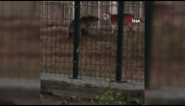 Sarıkamış'ta ayı keçilere böyle saldırdı