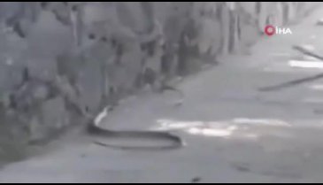 İETT otobüsünde yılan paniği