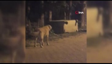 Bursa'da ayı ailesinin renkli görüntüleri: Köpeği kovaladılar