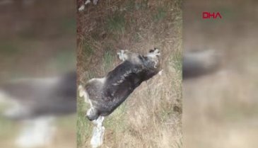 17 köpek ölüsü bulundu!
