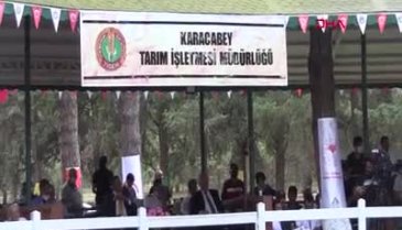 Bursa'da Arap atları açık artırmayla satıldı