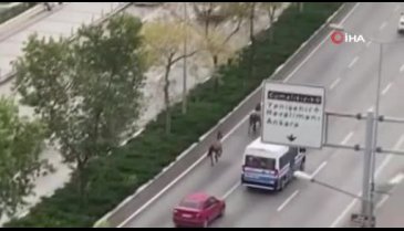 Bursa'da 3 başıboş at trafiği birbirine kattı