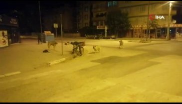 Bursa'da gündüzleri hurda topluyor, geceleri ise sokak hayvanlarını besliyor