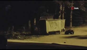 Bursa'da yiyecek arayan ayılar yerleşime indi
