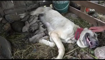 Bursa'da köpeği tek seferde 'servet' doğurdu