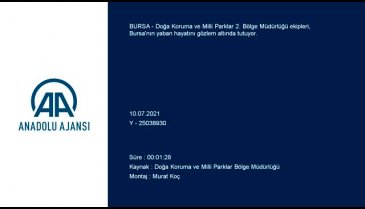Bursa'nın yaban hayatı gözlem altında