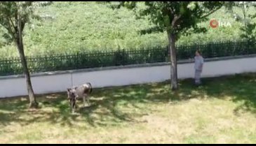Bursa'da kurbanlık düve ortalığı karıştırdı