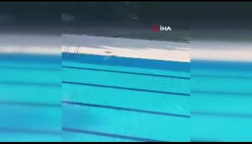 Bursa Mudanya'da olimpik yüzme havuzu martılara kaldı
