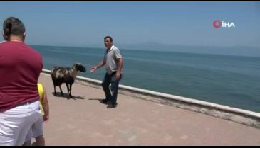 Bursa'da kurbanda satışa çıkarttığı koyunlarla sahilde gezintiye çıkıyor