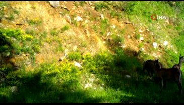 Bursa'da kızıl geyikler fotokapana böyle yakalandı