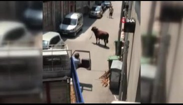Bursa'da kaçan boğa adamı böyle yere serdi