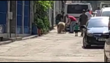 Bursa'da bagajda yolculuk yapan koyun kameralara yansıdı
