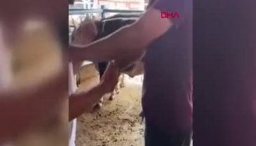 Bursa'da kurbanlık pazarlığı sırasında kolu çatladı
