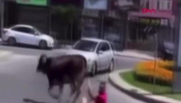 Kaçan danayı kuyruğundan tutarak durdurmaya çalışınca metrelerce sürüklendi