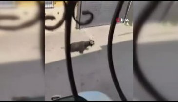 Kurbanlık keçi çatıdan uçtu