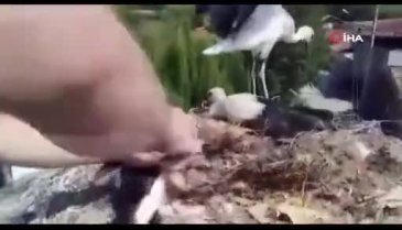 Bursa'da ayağına tel takılan yavru leyleği itfaiye ekipleri kurtardı