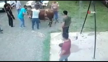 Kurbanlık boğa can aldı!