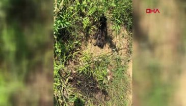 Yavru köpeği diri diri yaktılar