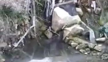 Bursa'da doğa katliamı!