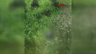 Bartın'da tarlada köpeğe cinsel istismarda bulundu!