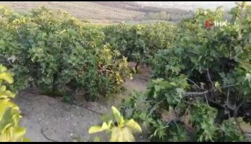 Bursa siyah inciri Avrupa'ya gitmeye hazırlanırken dökülmeye başladı