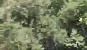 Bursa'da çalılık alanda yangın!