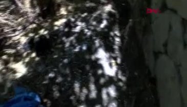 Ankara'da akılalmaz vahşet! 10 köpek...