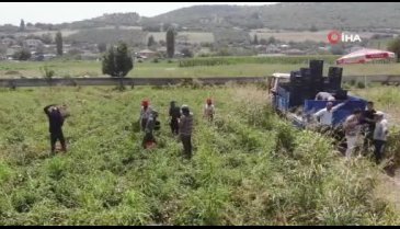 Bursa'da hasat sancılı başladı! Domates sadece tarlada ucuz