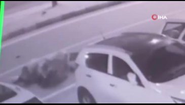 Rize'de sokak köpekleri kadına saldırıp yerlerde sürükledi