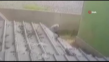 İstanbul'da gözü dönmüş adam vahşice köpeği sopayla dövdü