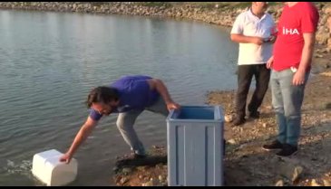 Bursa'da Yenice göletine 190 kg balık salındı