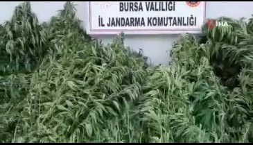 Bursa'da zehir tacirlerine jandarmadan operasyon
