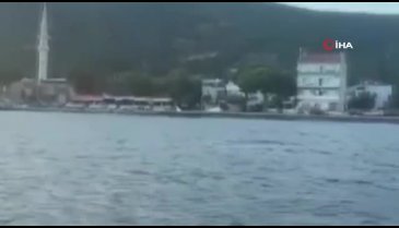 Müsilajdan temizlenen Bursa Gemlik körfezinde yunuslar göründü