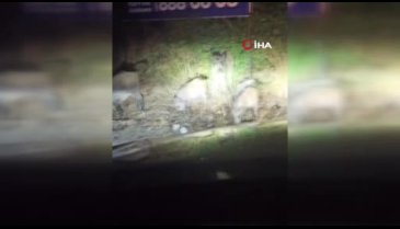Bursa Mudanya'da aç kalan domuzlar sahile indi