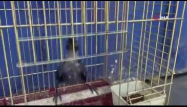 Beşevler Küçük Sanayi Sitesi'nde yuvasından uçamayan yavru kargaları besliyorlar