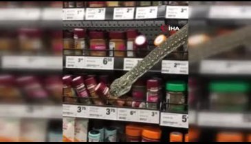 Avustralya'da market rafında piton paniği!